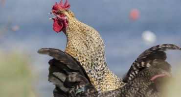 Kolik kuřat potřebuje jeden kohout k oplodnění